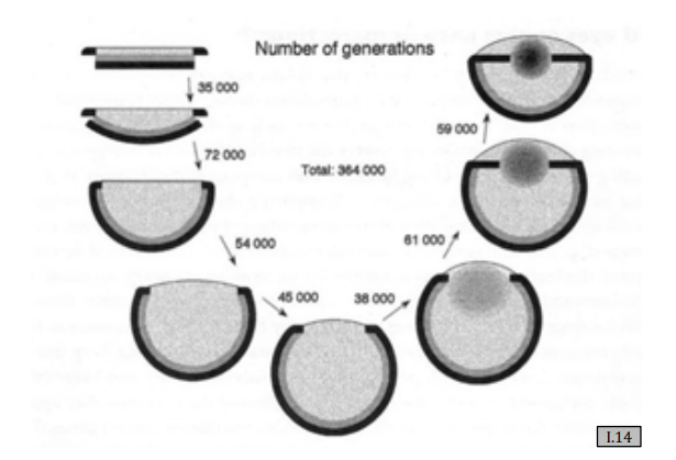Eye Evolution Simulation