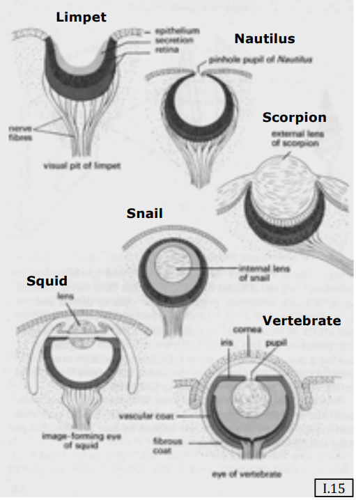 Primitive Eye Comparison