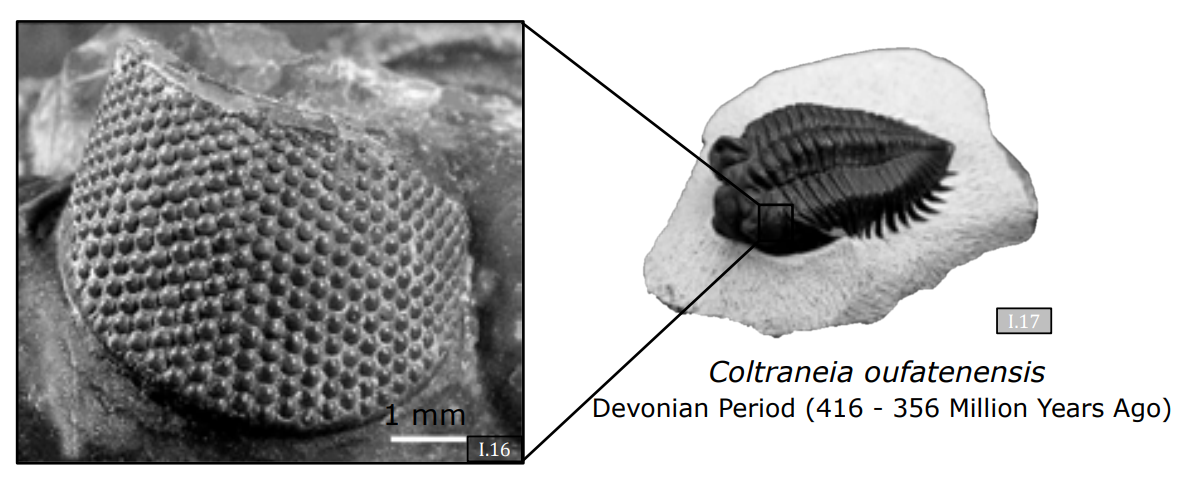 Trilobite Compound Eye