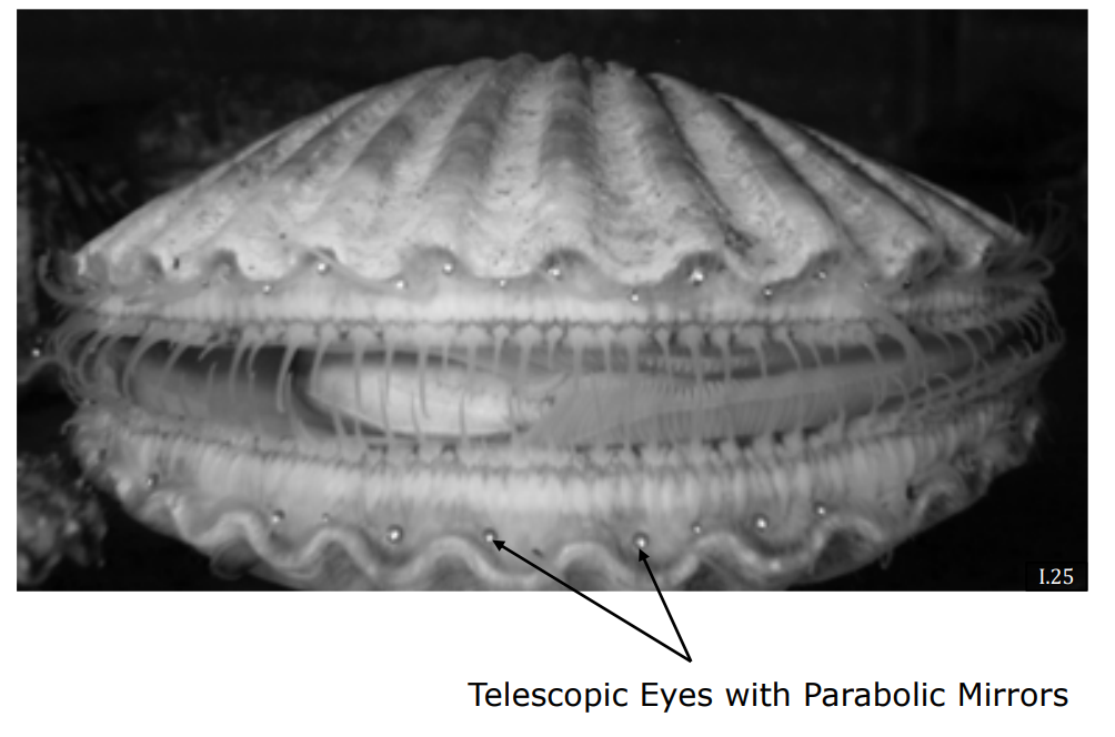 Scallop Mirror Eye