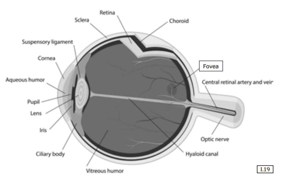 Human Eye Anatomy