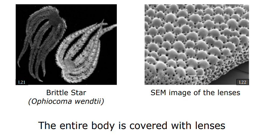 Scanning Electron Microscopy of Brittle Star Calcitic Microlenses