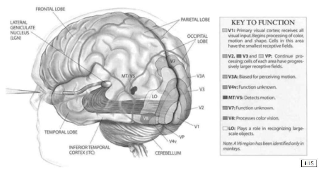Detailed brain anatomy: eye signals through LGN to visual cortex (V1, V2, MT/V5, V8)