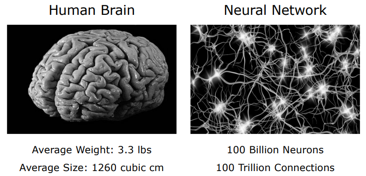 Human Brain and Biological Neural Network