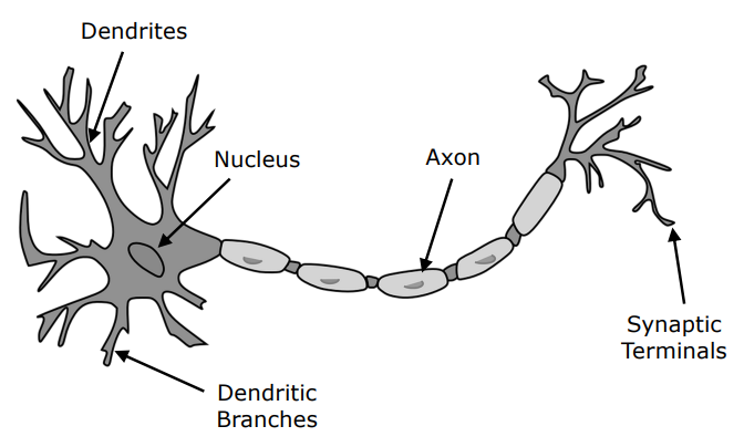 Biological Neuron Anatomy