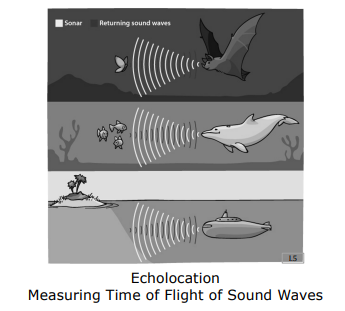 Echolocation in Nature
