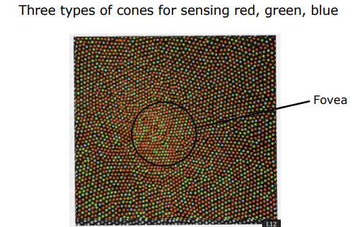 Spatial Distribution of Rods and Cones on the Retina