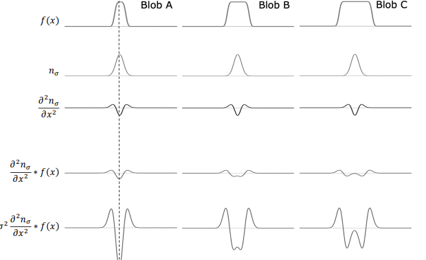 Filter Responses on Blobs of Different Widths