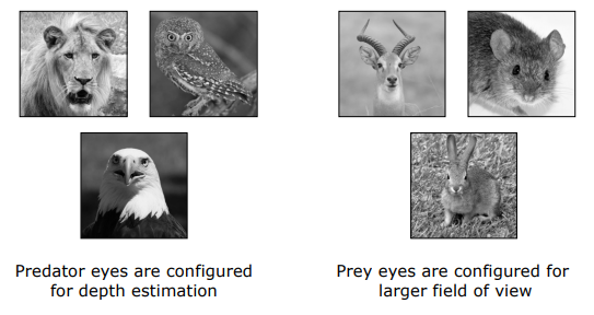 Predator vs Prey Eye Placement